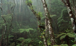 Com apoio da Fapeam, sistema irá gerar informações de previsão climática sazonal para a Amazônia