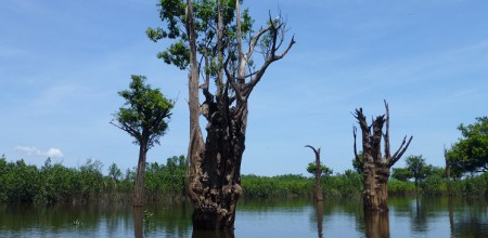 #caption_63203 Mudanças climáticas podem levar à exclusão de espécies arbóreas em áreas úmidas na Amazônia