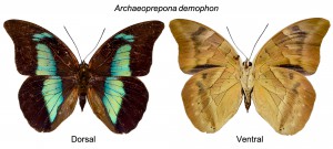 Fotografia da parte dorsal e ventral da espécie Archaeoprepona demophon - Arquivo pessoal - Fabricio Baccaro-5