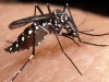 Cientistas identificam 116 fatores genéticos necessários para a multiplicação do vírus em mosquitos. (Fonte: divulgação)