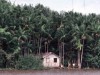 Comunidades isoladas do Amazonas serão beneficiadas  (Foto: Octávio Cardoso)