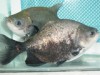 Tambaqui em experimento no Inpa (Arquivo/Fapeam)