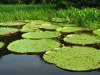 Transformar a biodiversidade da Amazônia em produto de valor agregado é desafio (Foto: Divulgação)