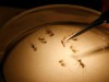 Mosquitos Anopheles são alvo de pesquisa (Foto: Ricardo Oliveira/Fapeam)
