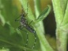 Mosquito da dengue pode passar por alteração genética (Foto: Divulgação)