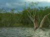 Margem do Tarumã-Açu em Manaus (Foto: Divulgação)