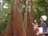 Manejo na floresta (Foto: Divulgação)