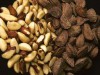 Castanha-do-brasil é um dos produtos focados pela Rede (Foto: Divulgação)