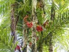 Pupunheira com frutos (Foto: Divulgaçào)