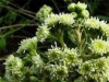 Plantas da serra da Meruoca estão sendo investigadas (Foto: Divulgação)