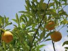 Produção de Laranja (Foto: Divulgação)