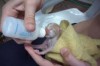 Doença pode também ser causada por meio das fezes do gato recém-nascido (Foto: divulgação)