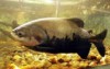 Estudo aborda biologia e pesca do tambaqui em RDS (Foto: Divulgação)
