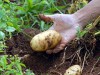 Agricultura familiar ganha reforço (Foto: divulgação)