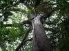 Assuntos como o sequestro de carbono estarão em pauta (Foto: divulgação)