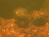 Imagens submersas de rios da Amazônia apresentam pouca visibilidade (Foto: divulgação)