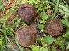 Houve uma melhora no desempenho de sementes como a castanha-do-brasil  (Foto: Divulgação)