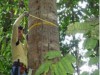 Equipe do projeto marca todas as árvores delimitadas na área de pesquisa (Foto: Divulgação)