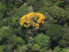 A floresta Amazônica fornece serviços ambientais à região amazônica, ao Brasil e ao mundo  (Fotos: Ricardo Oliveira/Ag.Fapeam)