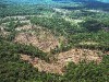 Recuperação Florestal de Áreas Alteradas e Degradadas é um dos temas contemplados pelo FNMA (Foto: Divulgação)