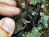 Amazônia é rica em biodiversidade de plantas e animais (Foto: Ricardo Oliveira)