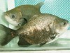 Tambaqui criado em cativeiro (Foto: Divulgação)
