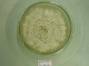Placa de fungo cultivado em laboratório (Foto: Divulgação)
