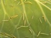 Lagartas estão entre as piores pragas da agricultura (Foto: Divulgação)