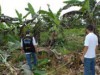 Sigatoka Negra é considerada a pior doença que ataca os bananais (Foto: Divulgação)