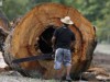 Relação entre homem e natureza é um dos pontos abordados no DVD (Foto: Ricardo Oliveira/Ag.Fapeam)