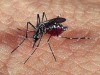 O Dengue é uma das doenças com reação dermatológica (Foto: Divulgação)
