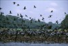 Aves também são dispersoras de sementes nas florestas do Amazonas (Foto: Divulgação)