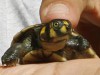 Sociedade precisa conhecer a importância da Biodiversidade (Foto Ricardo Oliveira)