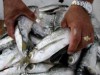 Ações dos projetos envolvem pescadores locais (Foto: Ricardo Oliveira/Ag.Fapeam)