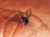 Flebotomíneo (mosquito palha) é vetor da doença (Foto: Divulgação)