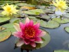 Flor amazônica (Divulgação)