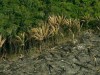 Desmatamento zero só faz sentido para a Amazônia (Foto: Divulgação)