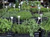 Estudo quer  identificar uso de plantas medicinais em Manaus (Foto: Divulgação)