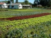 A agroecologia é apontada como prática para o desenvolvimento sustentável (Foto:Divulgação)