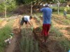 Horta foi criada na escola com o apoio dos alunos participantes do projeto (Foto: Divulgação)