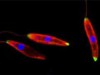 Protozoário causador da doença (Foto: Divulgação)