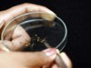 Mutação é provocada por meio de manipulação genética do mosquito (Foto: Ricardo Oliveira)