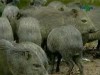 Criação de catitu em cativeiro (Foto: Divulgação)