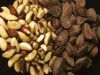 Pesquisa visa fornecer informações sobre a castanha-da-amazônia (Foto: Divulgação)
