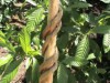 Chá é feito com duas espécies vegetais, o cipó Banisteriopsis Caapi (Jagube) e folhas da árvore Psychotria Viridis (Chacrona).