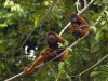 Primatas ajudam a dispersar sementes pela floresta (Foto: Divulgação)