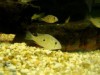 Peixes ornamentais movimentam milhares de dólares anualmente (Foto: Giovanna Consentini)