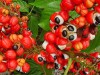 Produtos são desenvolvidos a partir da casca e do casquilho do fruto (Foto: Divulgação)