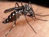 Mosquito transmissor da dengue tem pintas brancas (Foto: Divulgação)