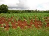 agricultura sustentável na várzea(foto:divulgação)